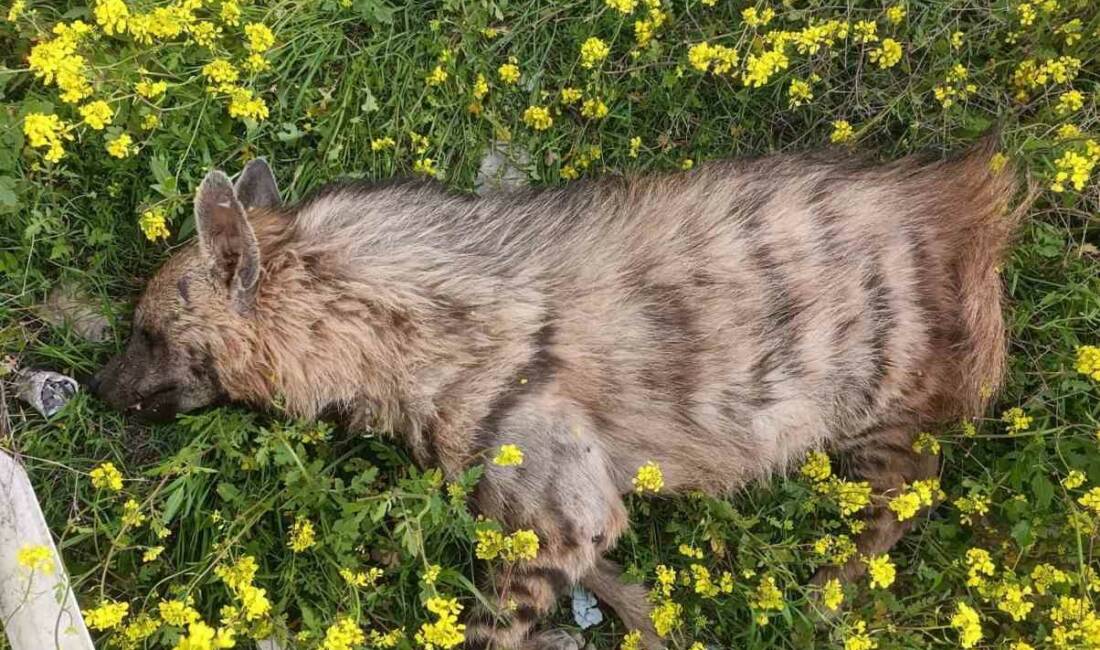 Şanlıurfa’nın Birecik ilçesinde çizgili Anadolu sırtlanı araç çarpması sonucu telef