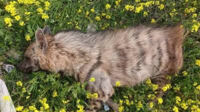 Şanlıurfa’nın Birecik ilçesinde çizgili Anadolu sırtlanı araç çarpması sonucu telef