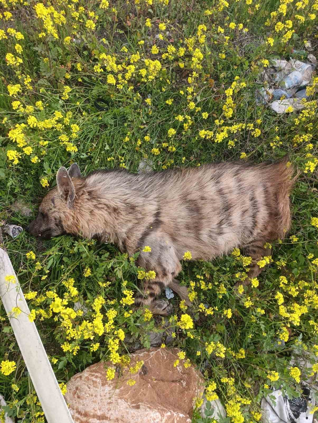 Şanlıurfa’nın Birecik ilçesinde çizgili Anadolu sırtlanı araç çarpması sonucu telef