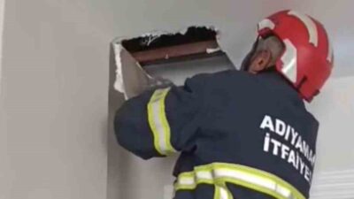 Adıyaman’da anne kedi tarafından asma tavanda dünyaya getirilen 4 yavru