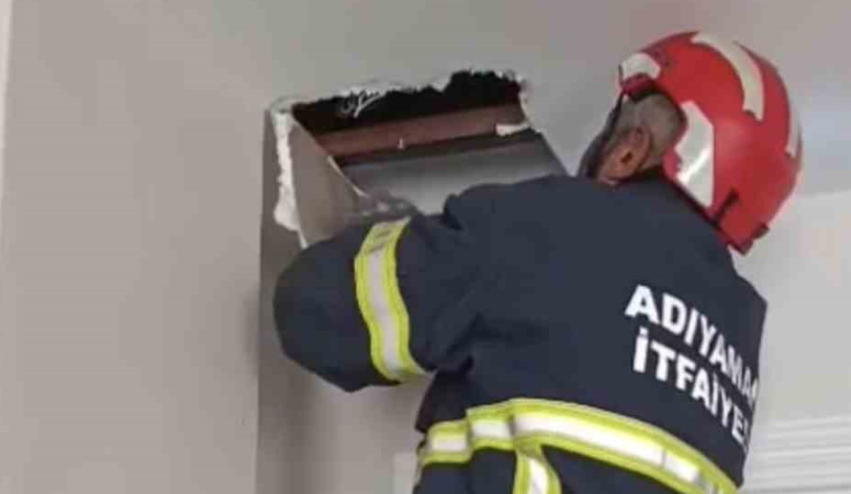 Adıyaman’da anne kedi tarafından asma tavanda dünyaya getirilen 4 yavru