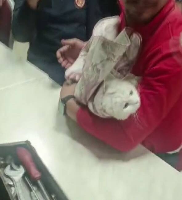 Adıyaman’da lavabonun giderine ayağı sıkışan kediyi, itfaiye ekipleri kurtardı.