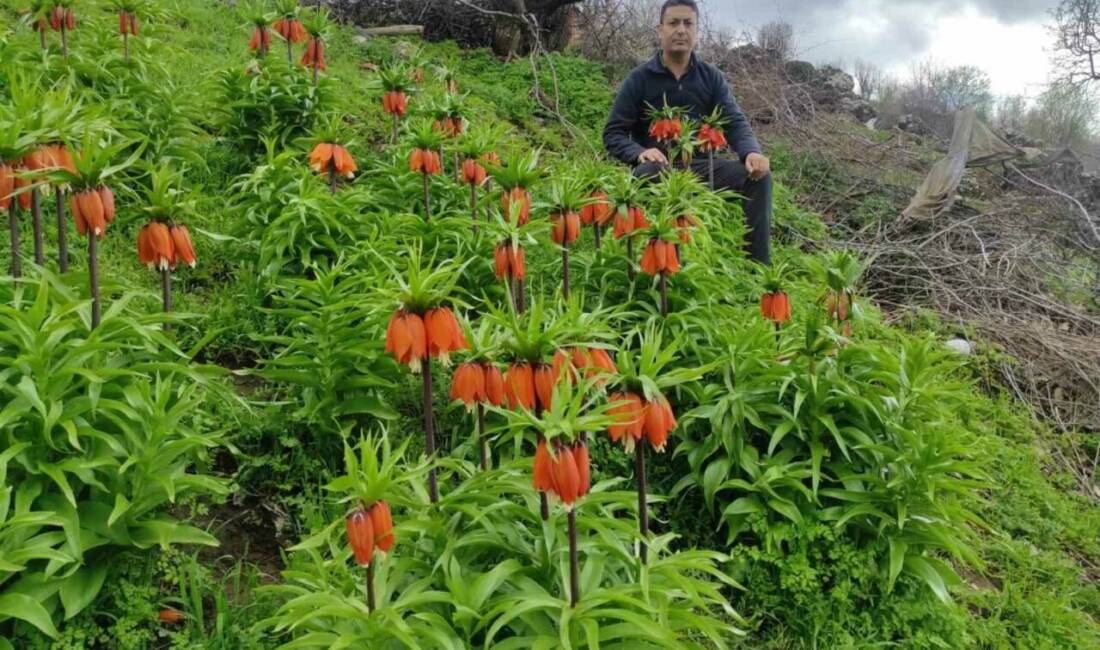 Batman’ın Sason ilçesinde baharın gelişiyle birlikte doğa yeniden canlanırken, yüksek