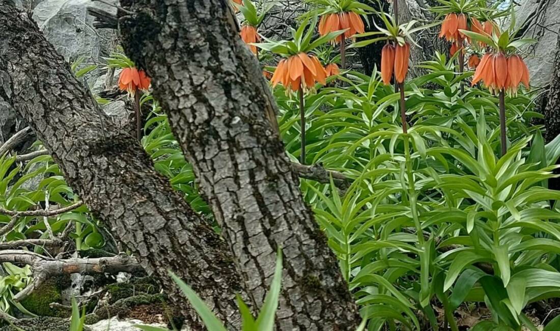 Diyarbakır’ın Çermik ilçesinde ilkbaharda açan ters laleler, yöre halkı tarafından