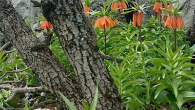 Diyarbakır’ın Çermik ilçesinde ilkbaharda açan ters laleler, yöre halkı tarafından