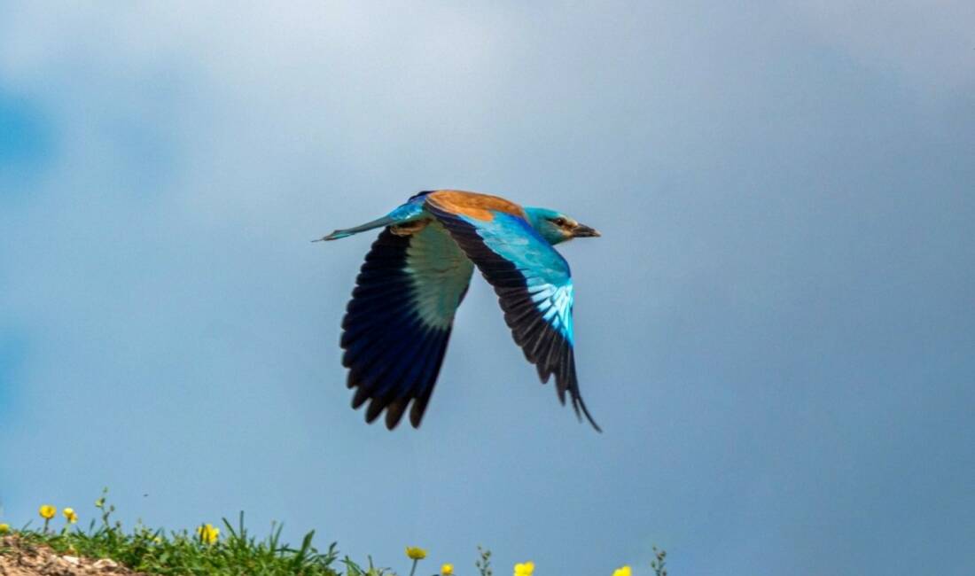 Adıyaman'da doğa gözlemleri sırasında, doğanın en renkli misafirlerinden biri olarak