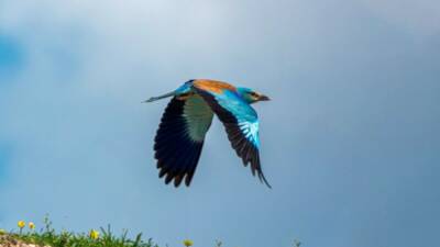Adıyaman'da doğa gözlemleri sırasında, doğanın en renkli misafirlerinden biri olarak