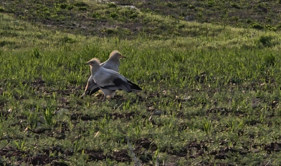 Adıyaman'da, nesli koruma altında bulunan küçük akbabaların üreme amacıyla bölgeye