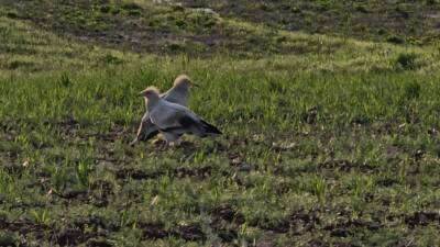 Adıyaman'da, nesli koruma altında bulunan küçük akbabaların üreme amacıyla bölgeye