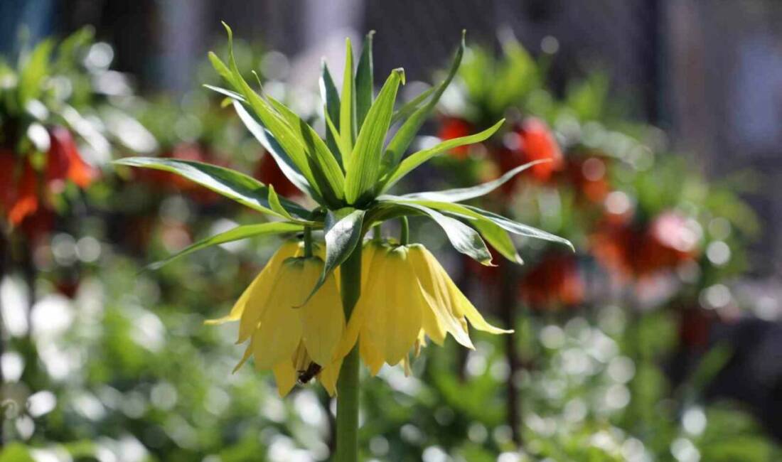 Şırnak’ın Beytüşşebap ilçesinde açan ve 20 günlük ömrü olan rengarenk
