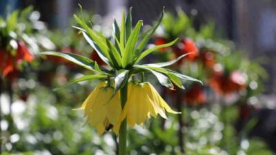 Şırnak’ın Beytüşşebap ilçesinde açan ve 20 günlük ömrü olan rengarenk