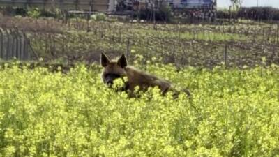 Adıyaman’ın Besni ilçesinde çizgili sırtlan sarı çiçeklerle kaplı tarlada yürürken