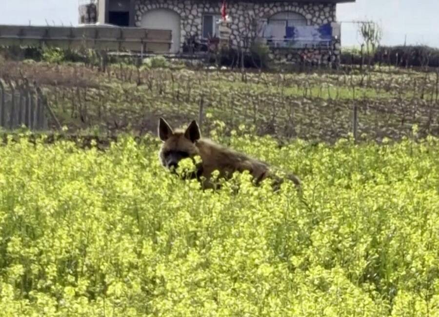 Adıyaman’ın Besni ilçesinde çizgili sırtlan sarı çiçeklerle kaplı tarlada yürürken