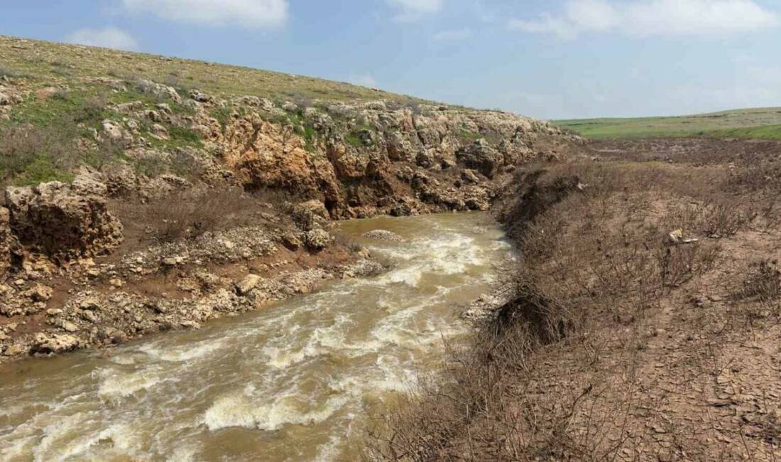 Şanlıurfa’nın Ceylanpınar ilçesinde her yıl büyük merak uyandıran ve bu