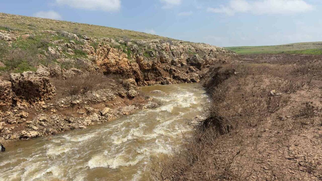 Şanlıurfa’nın Ceylanpınar ilçesinde her yıl büyük merak uyandıran ve bu
