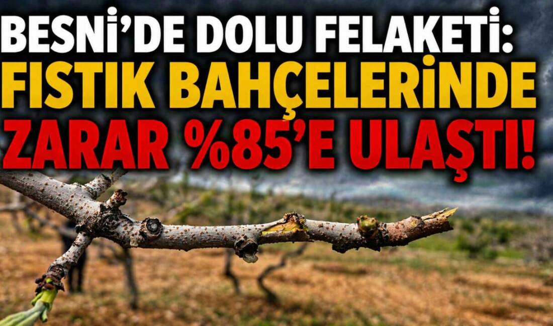 Besni’de etkili olan dolu yağışı sonrası fıstık bahçelerinde büyük hasar