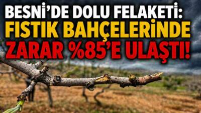 Besni’de etkili olan dolu yağışı sonrası fıstık bahçelerinde büyük hasar