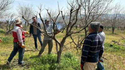 Trabzon hurmasında Türkiye’nin önemli üretim merkezlerinden birisi olan Adıyaman’ın Gölbaşı