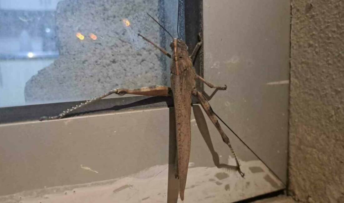 Diyarbakır’ın Silvan ilçesinde ortaya çıkan dev etçil çekirge, görenleri hayretler