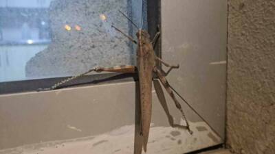 Diyarbakır’ın Silvan ilçesinde ortaya çıkan dev etçil çekirge, görenleri hayretler