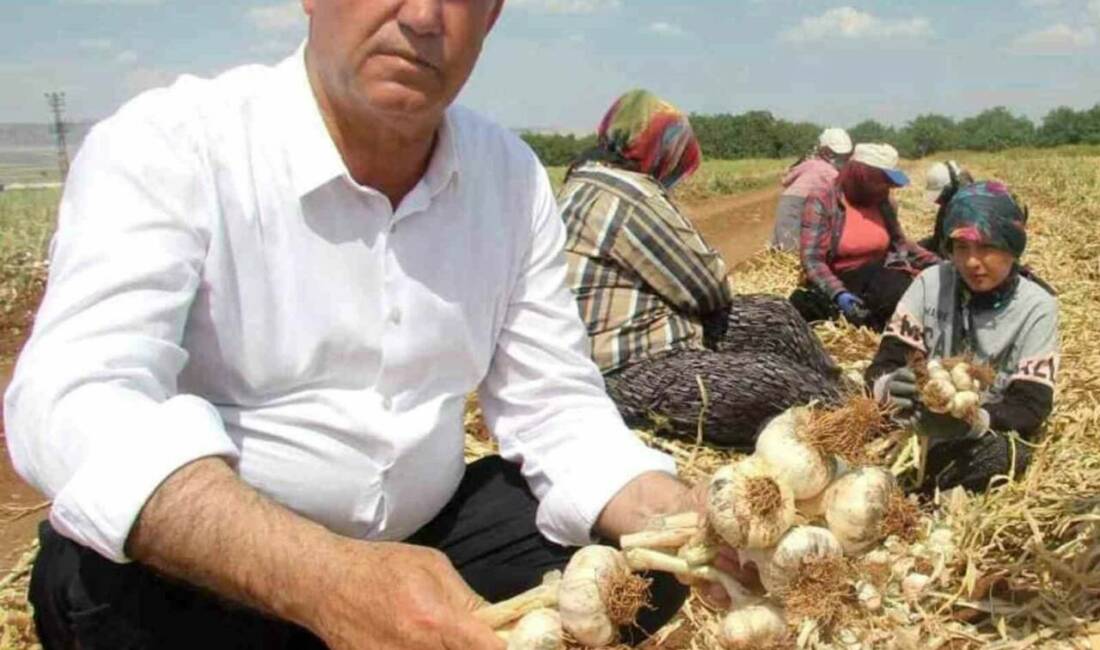 Gaziantep’in Araban ilçesi Ziraat Odası ve Sarımsak Üretici Birliği Başkanı