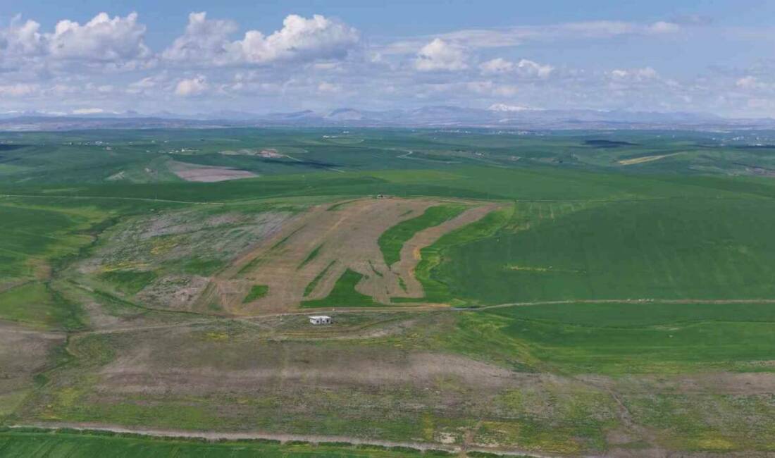 Diyarbakır’ın Sur ilçesinde 250 dönüm ekili buğday tarlası, iddiaya göre