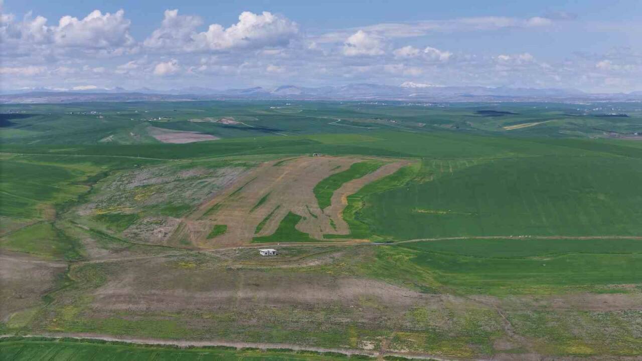 Diyarbakır’ın Sur ilçesinde 250 dönüm ekili buğday tarlası, iddiaya göre