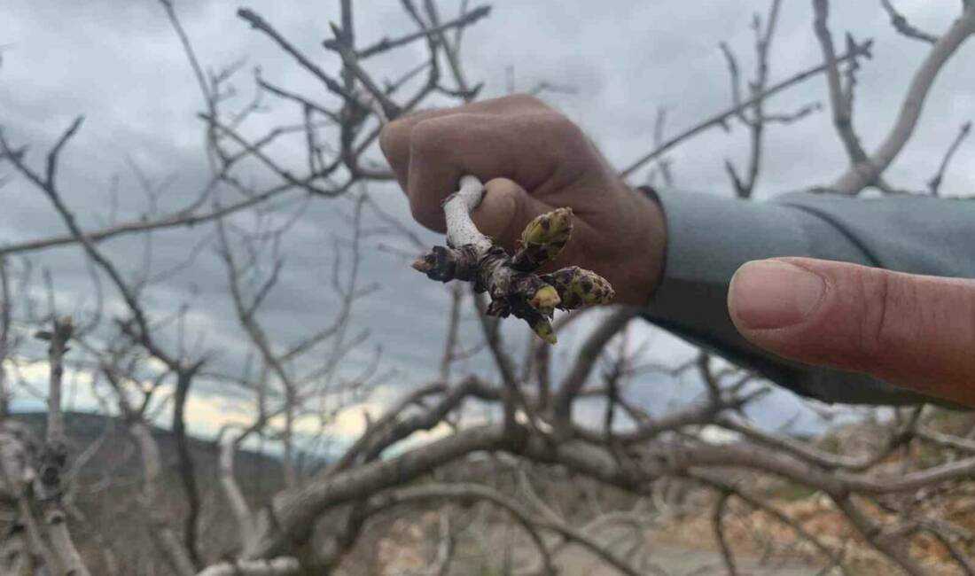 Gaziantep'te bu yıl etkili olan yağışlar, kuraklık nedeniyle geçen yıl