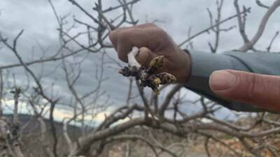 Gaziantep'te bu yıl etkili olan yağışlar, kuraklık nedeniyle geçen yıl