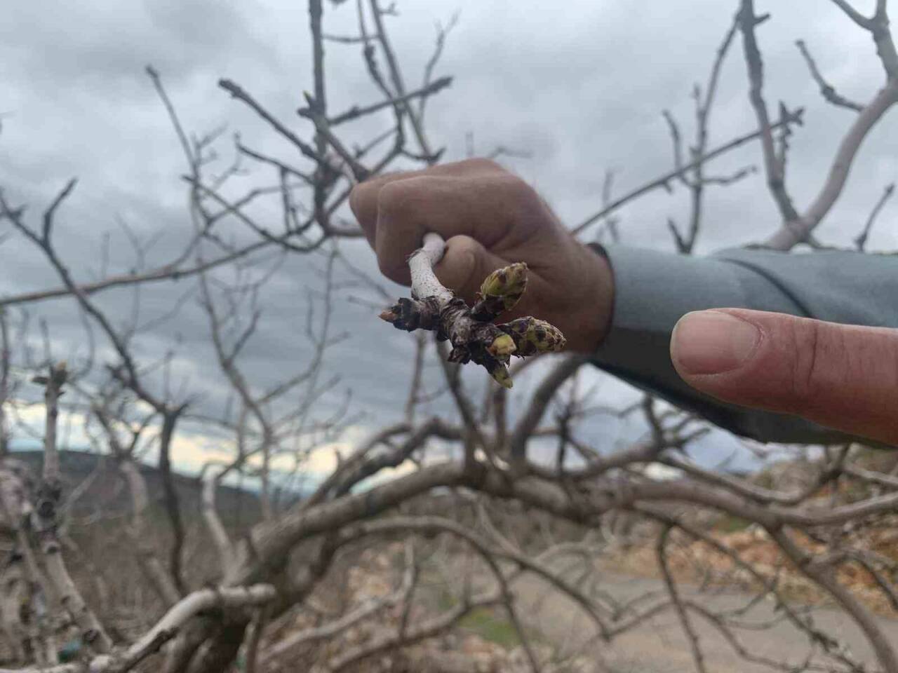 Gaziantep'te bu yıl etkili olan yağışlar, kuraklık nedeniyle geçen yıl