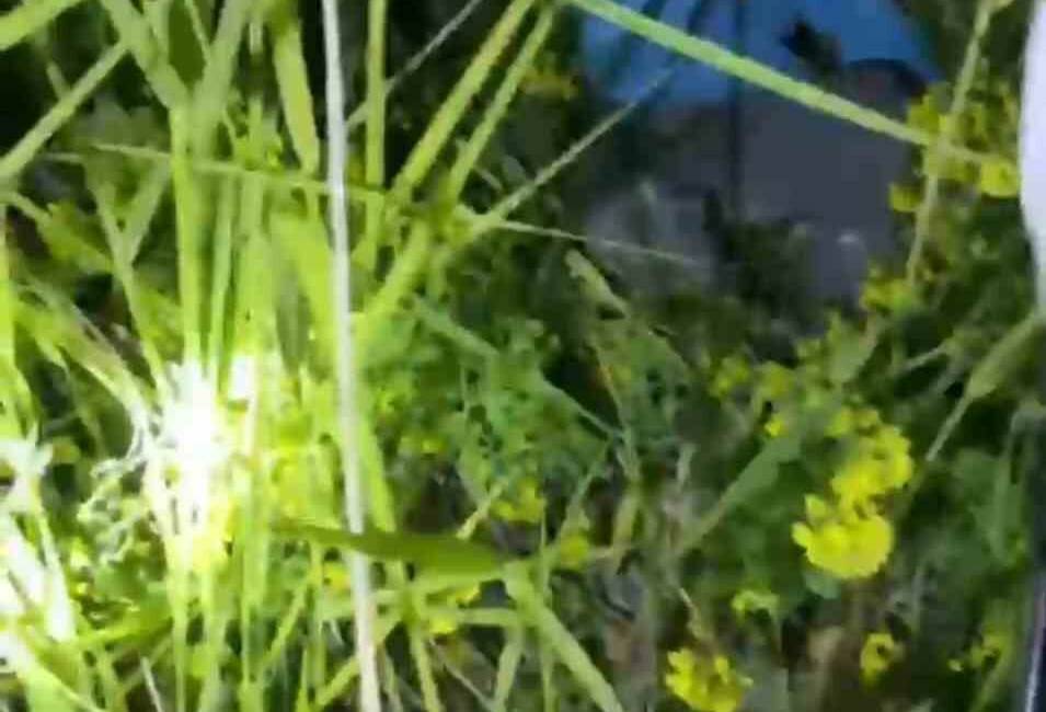 Şanlıurfa’nın Birecik ilçesinde kayalıklarda mahsur kalan 7 ve 8 yaşındaki