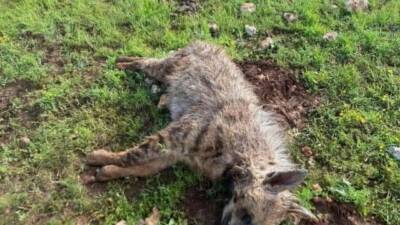 Şanlıurfa’nın Halfeti ilçesinde köpeklerin saldırdığı sırtlan telef oldu.