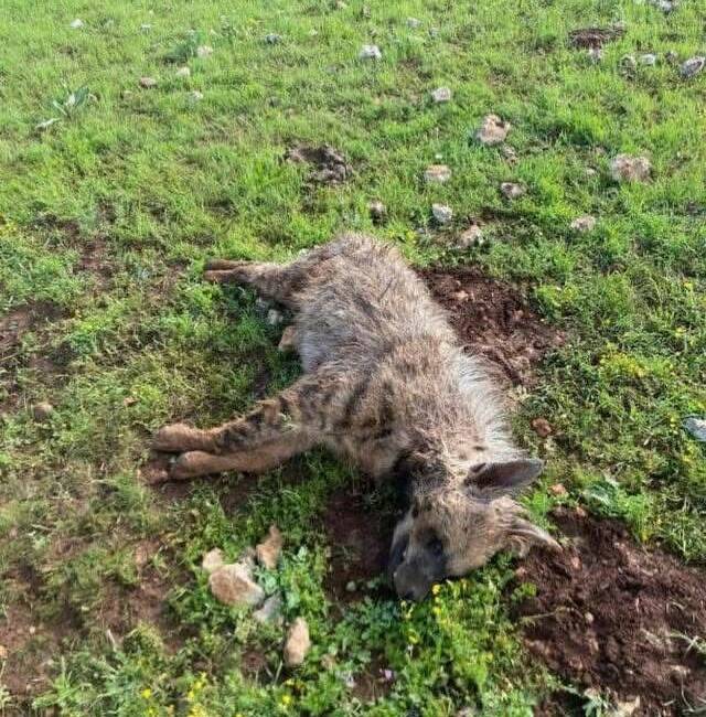 Şanlıurfa’nın Halfeti ilçesinde köpeklerin saldırdığı sırtlan telef oldu.