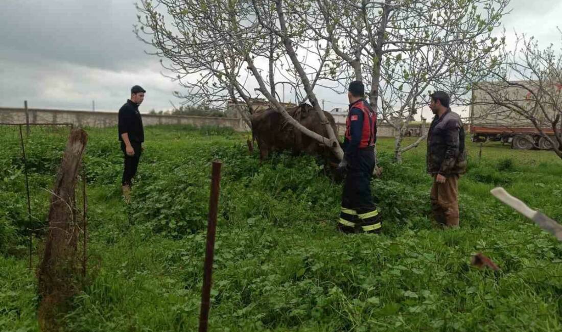 Mardin’in Artuklu ilçesinde, kuyuya düşen inek, itfaiye ekiplerince kurtarıldı.