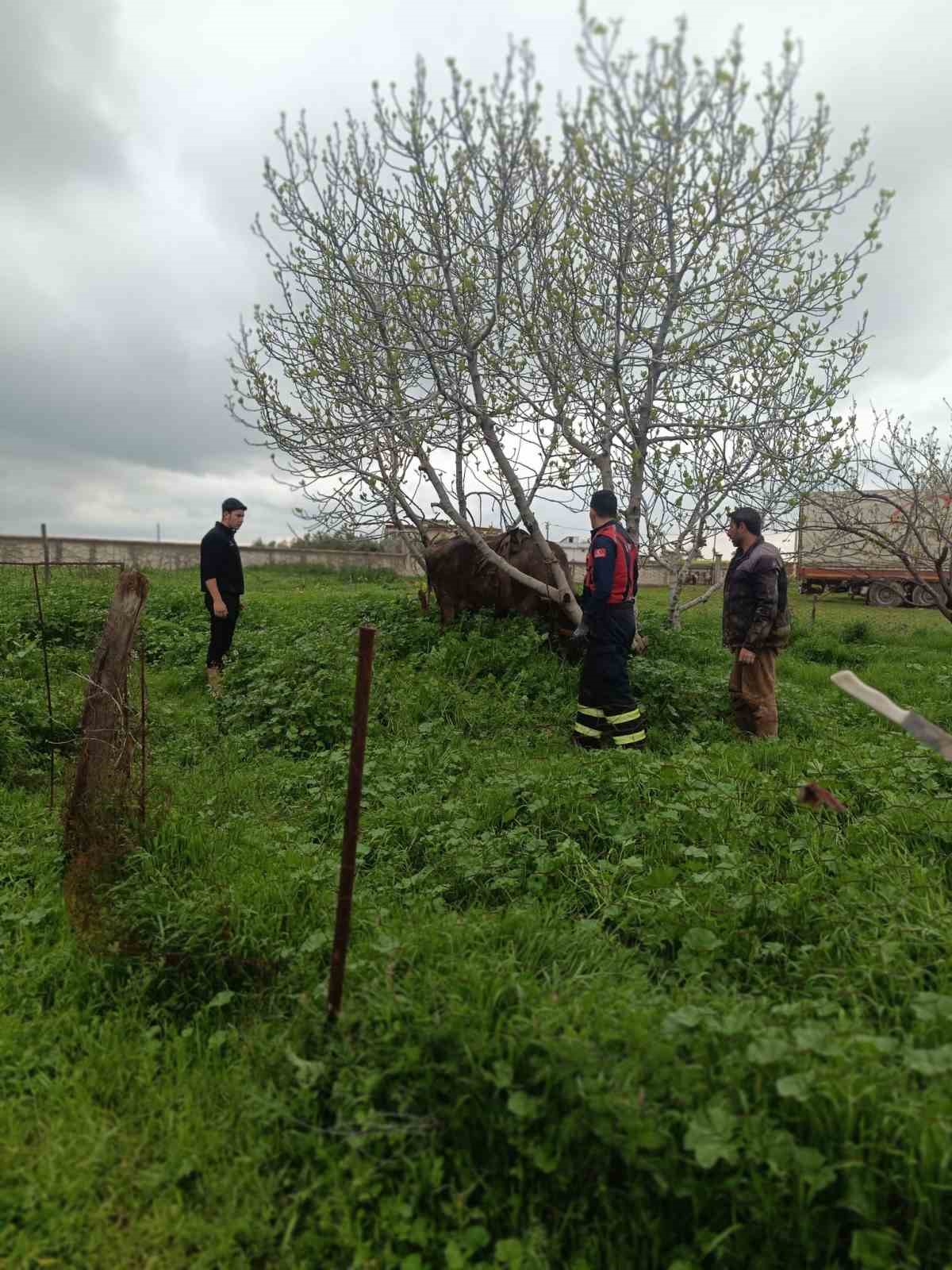 Mardin’in Artuklu ilçesinde, kuyuya düşen inek, itfaiye ekiplerince kurtarıldı.