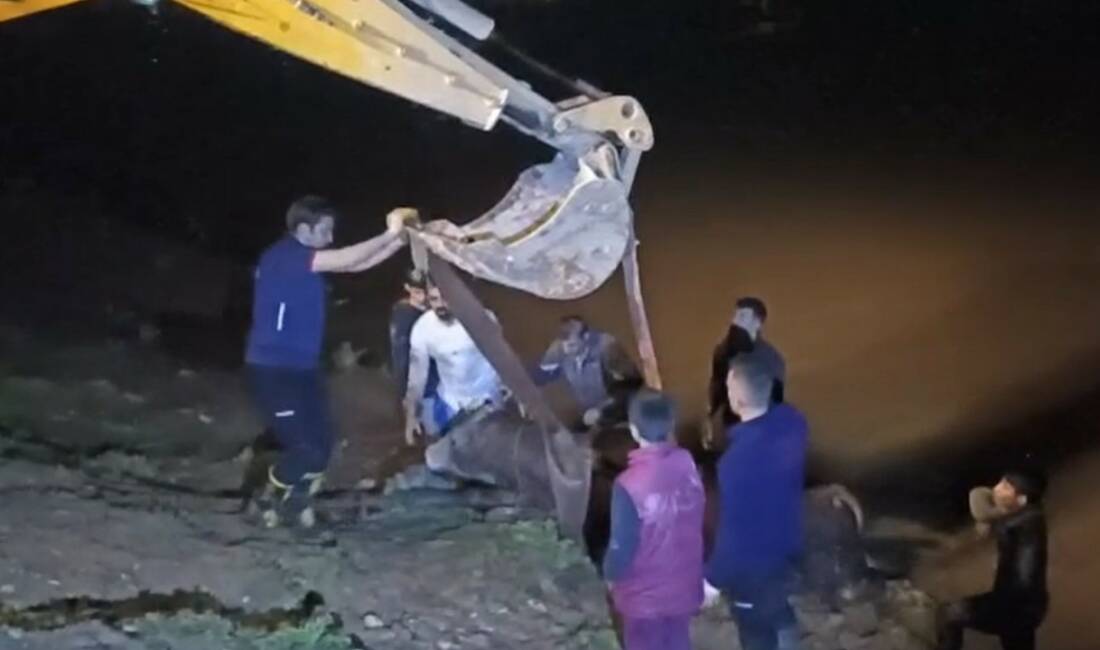 Cizre'de otlayan inek, Dicle Nehri'ne düşerek mahsur kaldı ve itfaiye