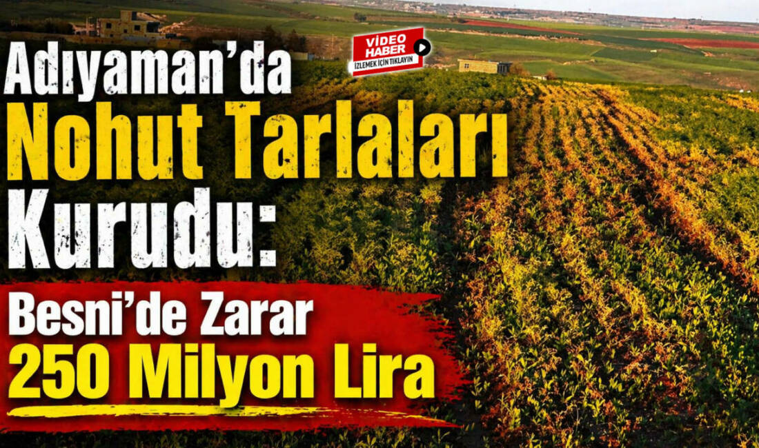 Son bir ayda etkili olan yoğun yağışlar, Adıyaman’da nohut üretimini