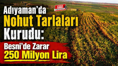 Son bir ayda etkili olan yoğun yağışlar, Adıyaman’da nohut üretimini