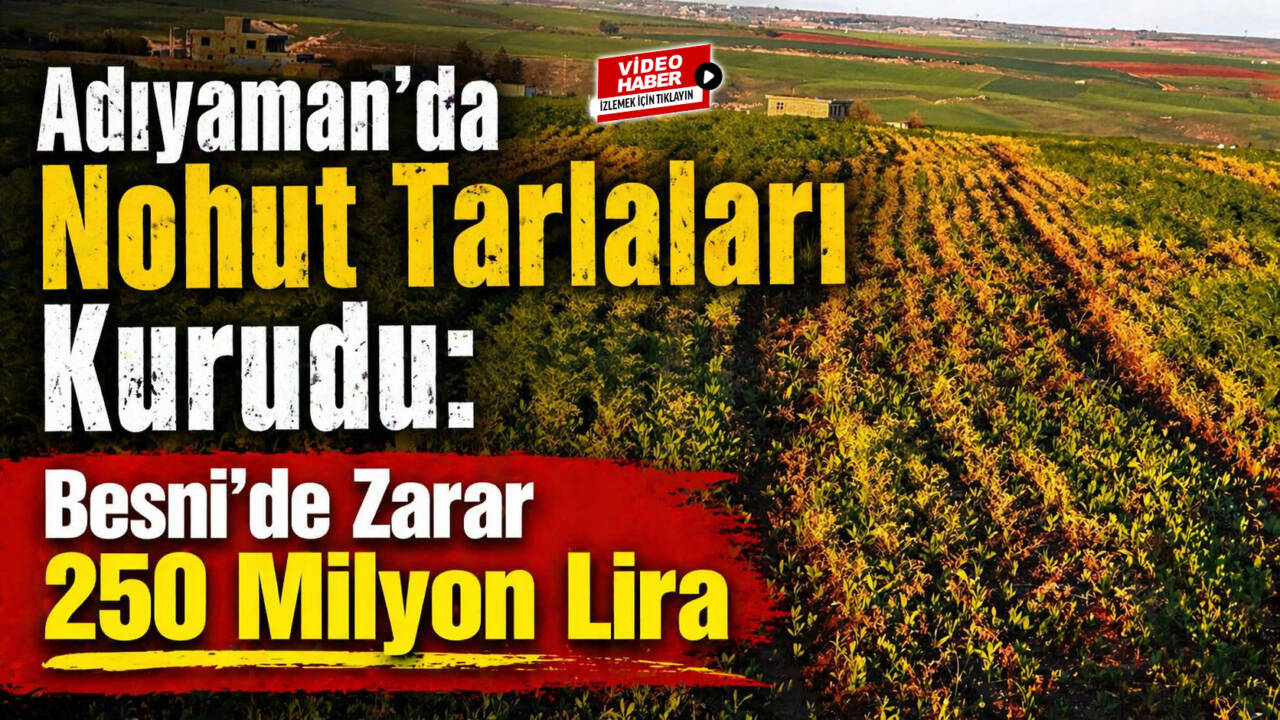 Son bir ayda etkili olan yoğun yağışlar, Adıyaman’da nohut üretimini