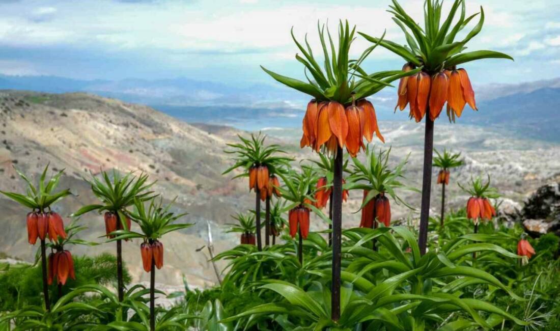 Diyarbakır’ın Ergani ilçesindeki Sakız Dağı’nda kayalıklar arasında açan ters laleler,