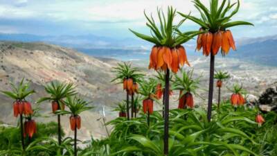 Diyarbakır’ın Ergani ilçesindeki Sakız Dağı’nda kayalıklar arasında açan ters laleler,