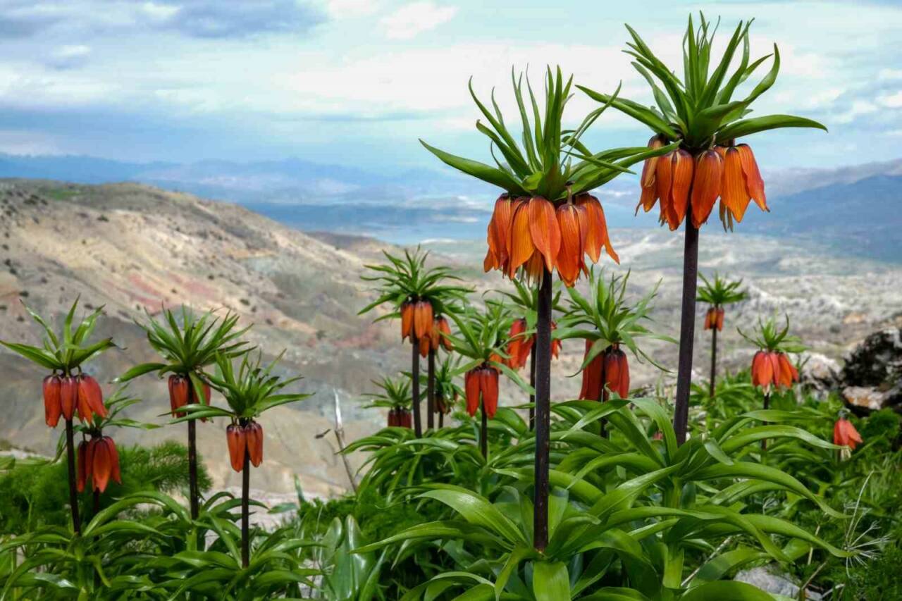 Diyarbakır’ın Ergani ilçesindeki Sakız Dağı’nda kayalıklar arasında açan ters laleler,