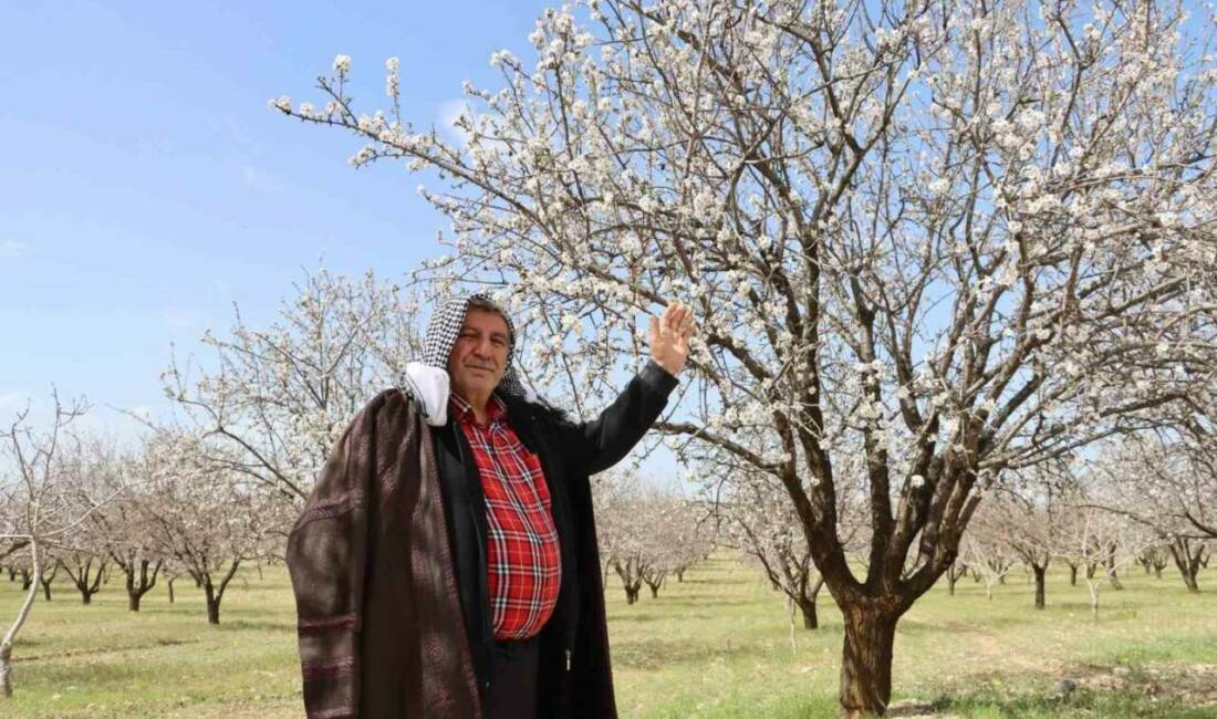 Türkiye’de Antep fıstığının en çok yetiştirildiği il olan Şanlıurfa, badem