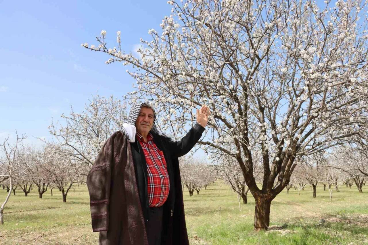 Türkiye’de Antep fıstığının en çok yetiştirildiği il olan Şanlıurfa, badem