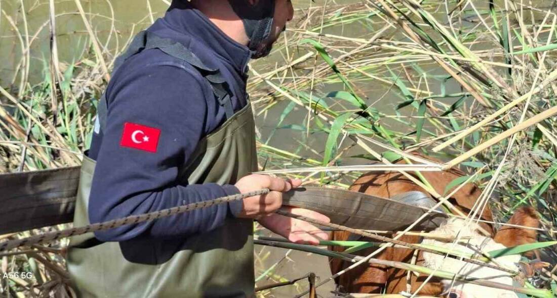 Şanlıurfa’nın Akçakale ilçesinde tahliye kanalına düşen 2 inek, itfaiye ekiplerince