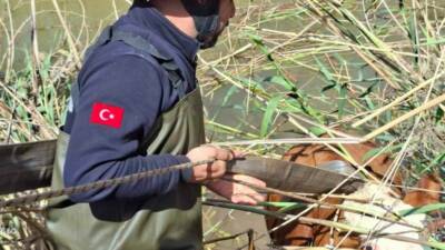 Şanlıurfa’nın Akçakale ilçesinde tahliye kanalına düşen 2 inek, itfaiye ekiplerince