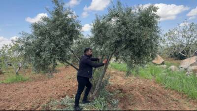 Şanlıurfa’da zeytin üreticilerine bahar döneminde ilaçlama, budama ve bakım yapılırken