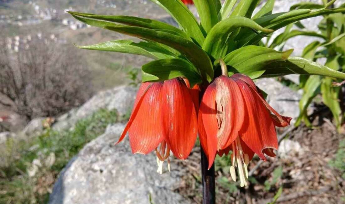 Adıyaman’ın Sincik ilçesinin dağlık alanlarında baharın gelişiyle açan ters laleler,