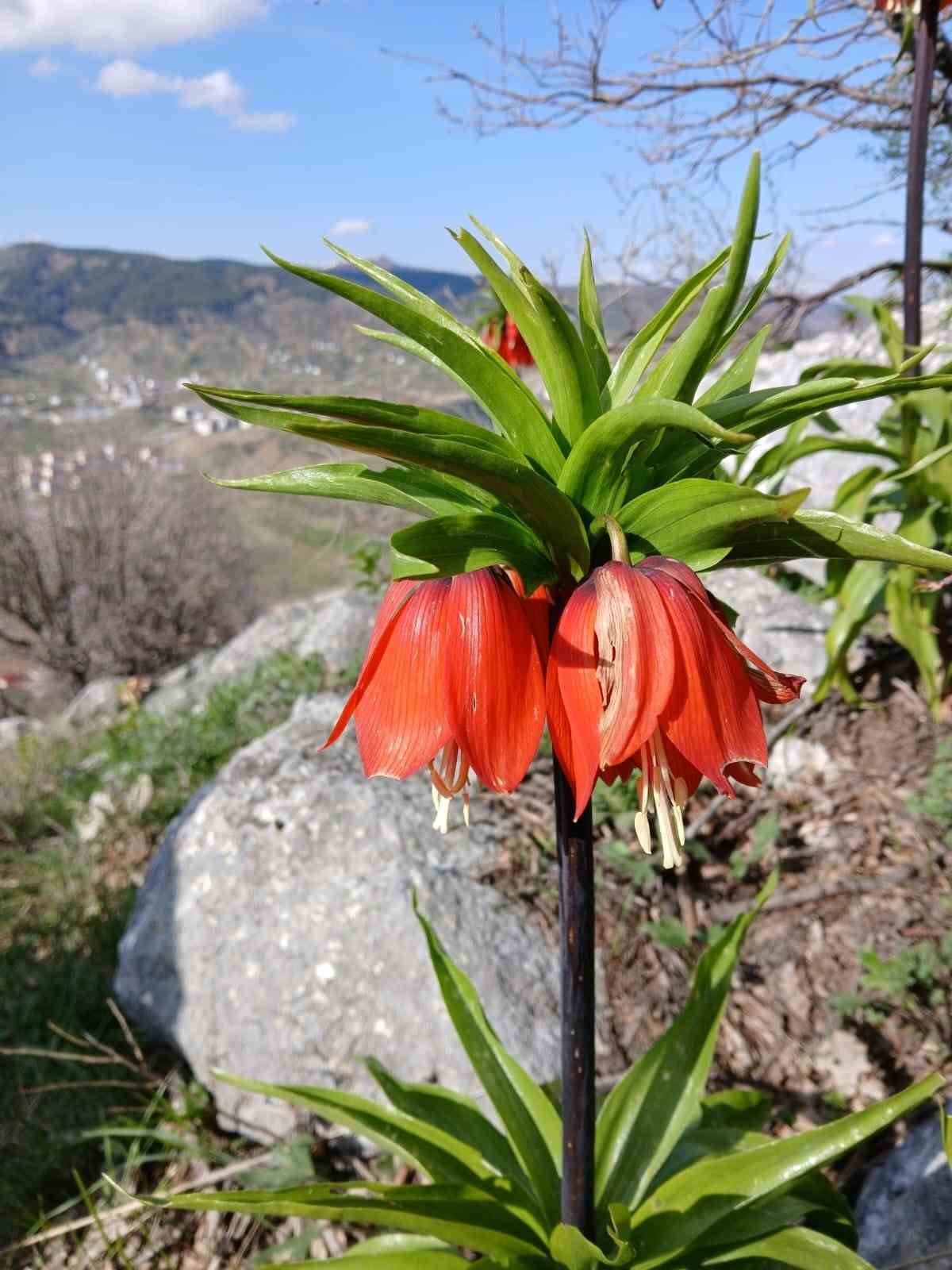 Adıyaman’ın Sincik ilçesinin dağlık alanlarında baharın gelişiyle açan ters laleler,