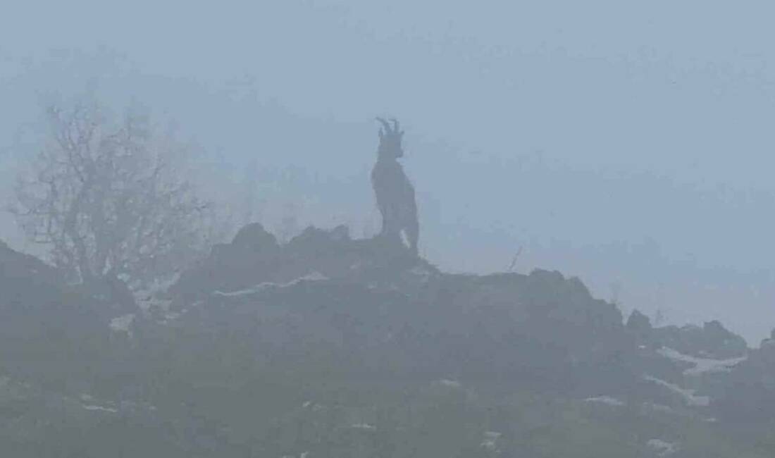 Adıyaman’da doğada nadir rastlanan dağ keçileri, etkili olan sisle birlikte